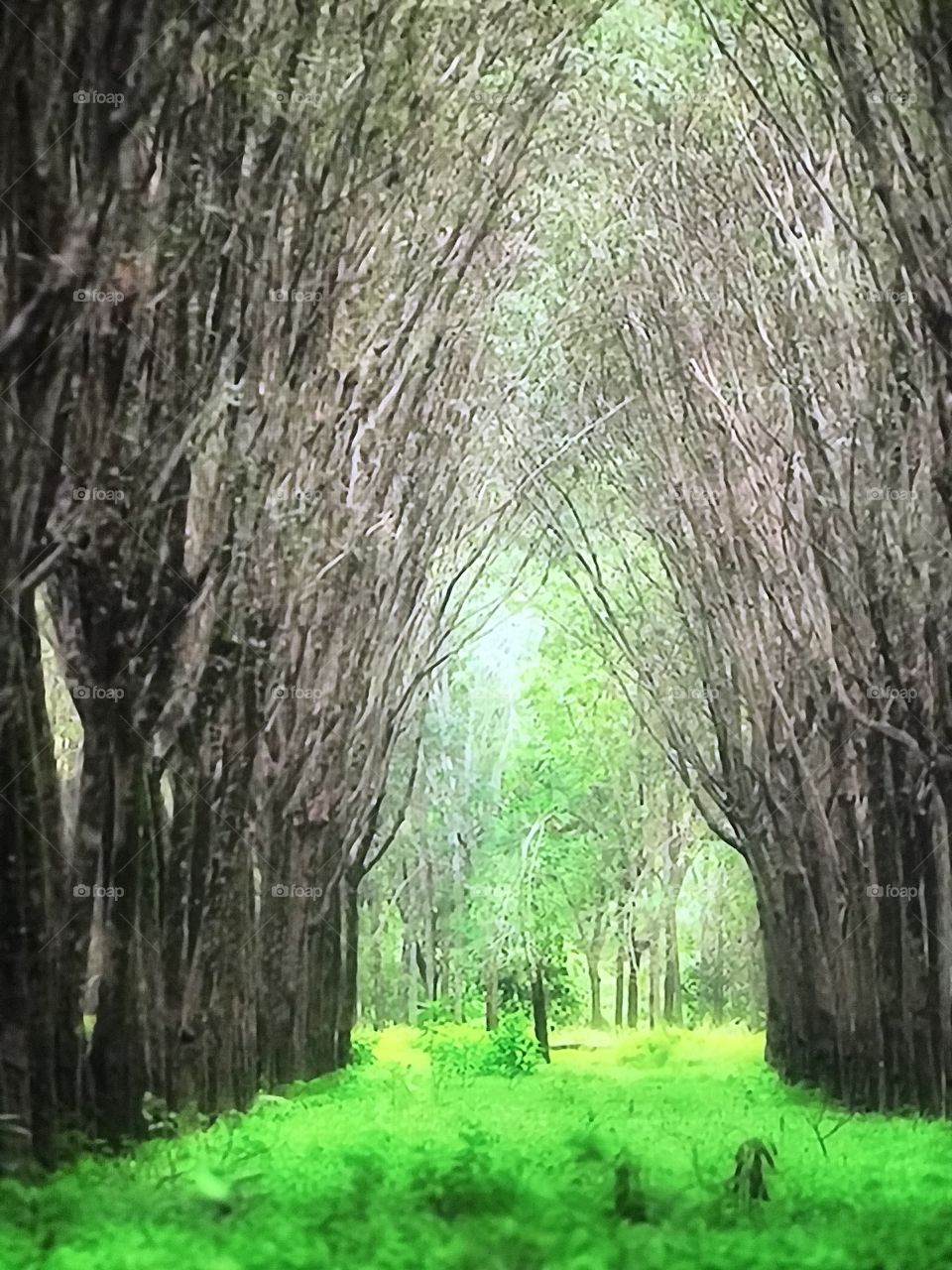 Green hosting village