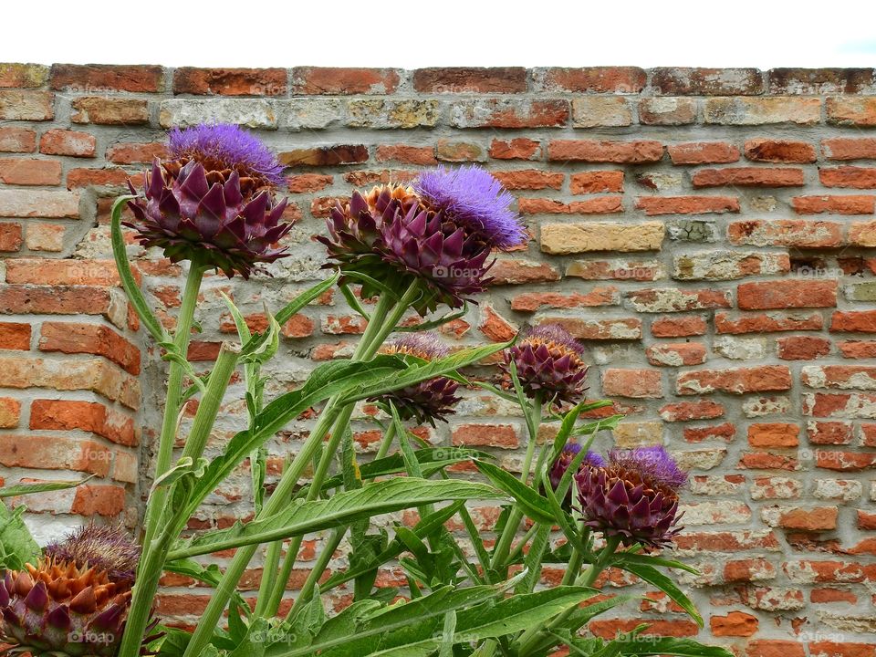 Artichokes blooming