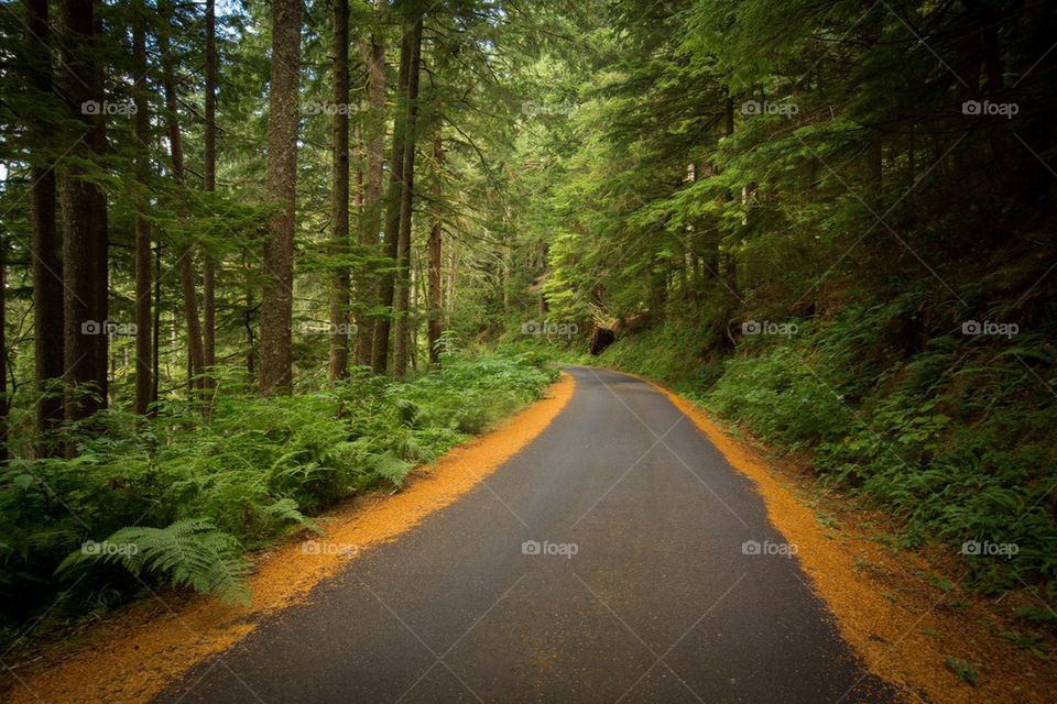 A curving road in forest