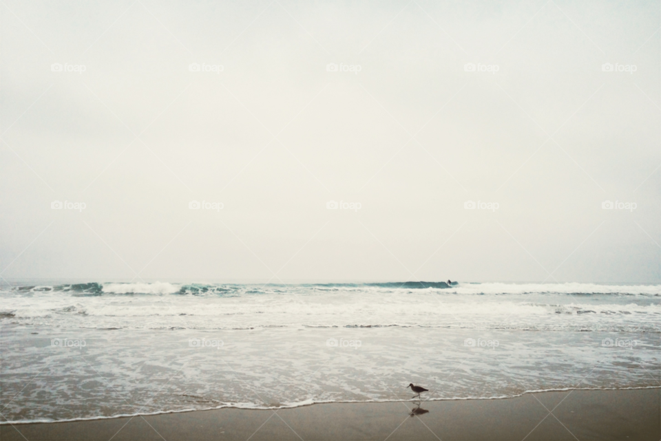 beach water bird waves by ninjacentral