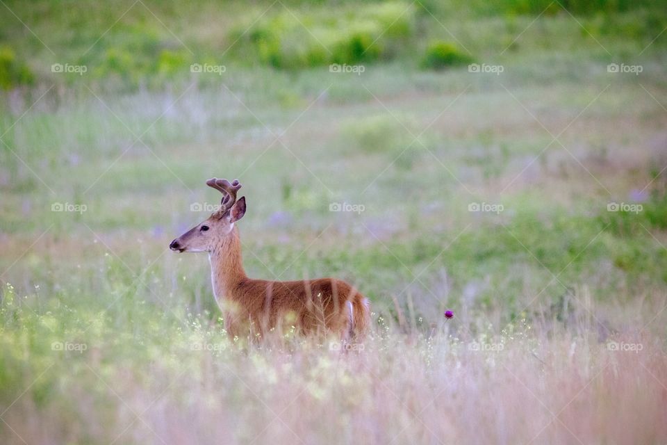 Young buck with velvet on his antlers standing in a field. 