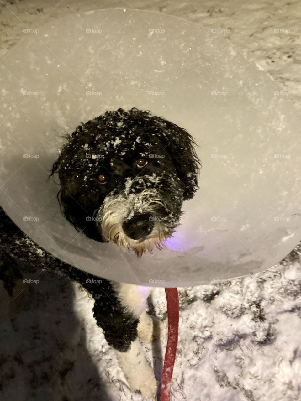 Sad looking puppy with a cone in the snow.