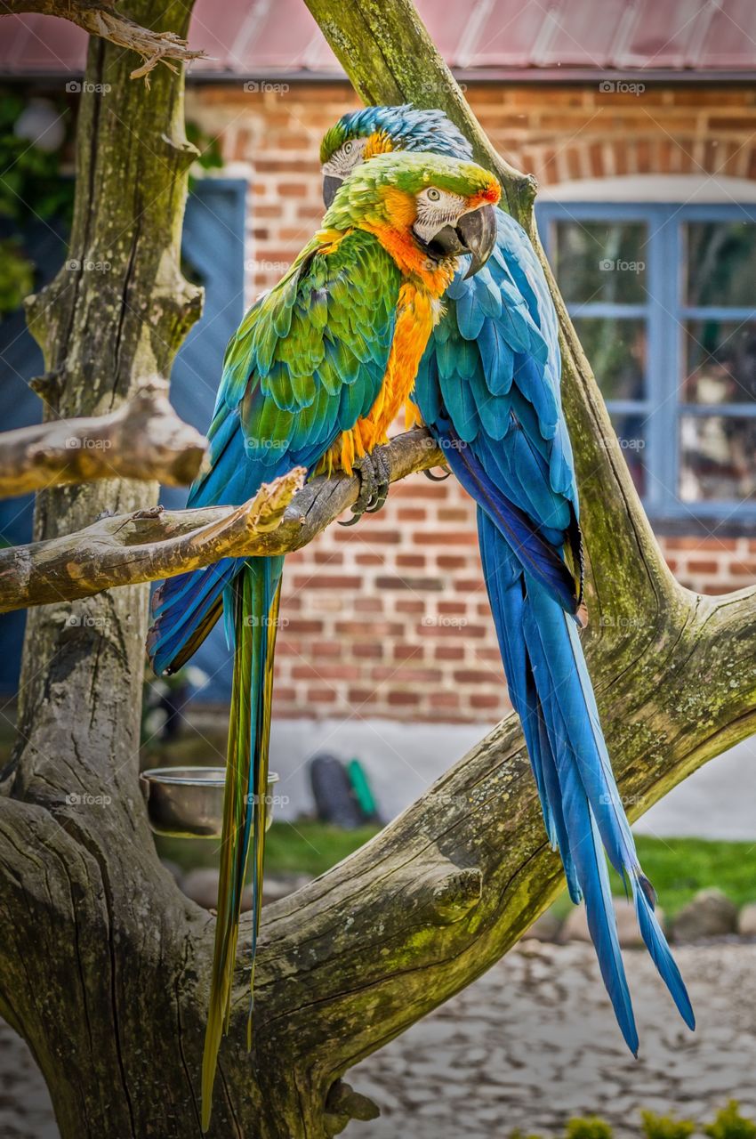 Bird, Parrot, Feather, Color, Tropical