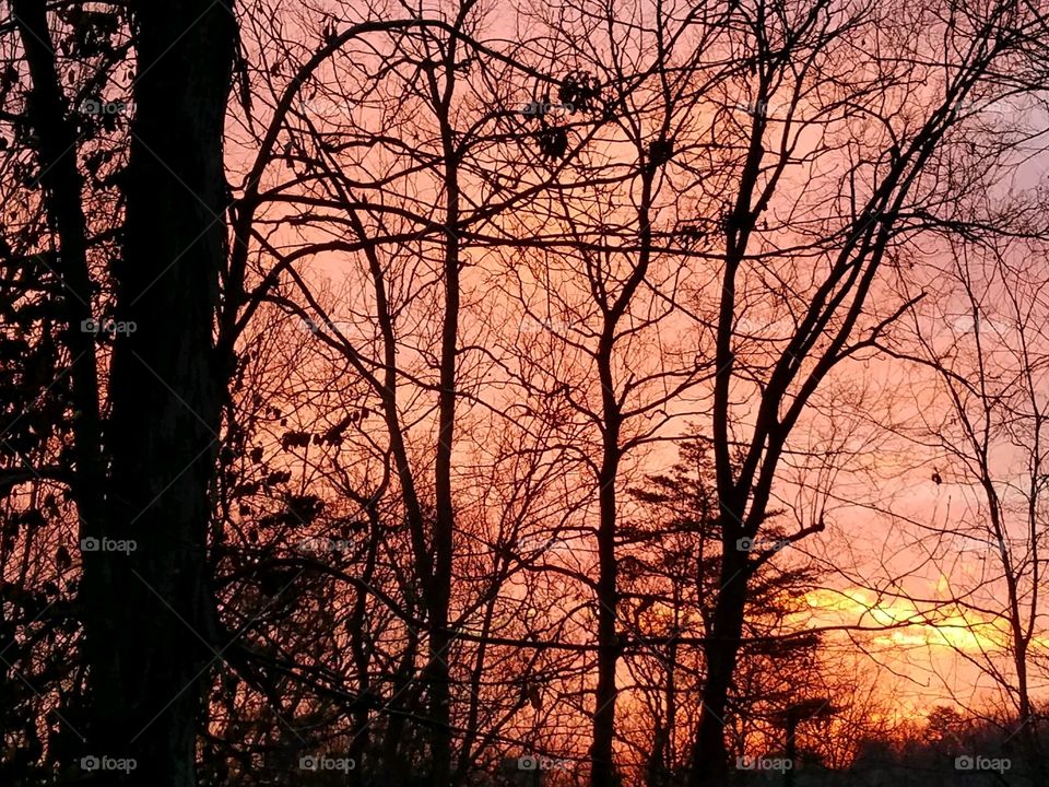 Tree, Wood, No Person, Fall, Landscape