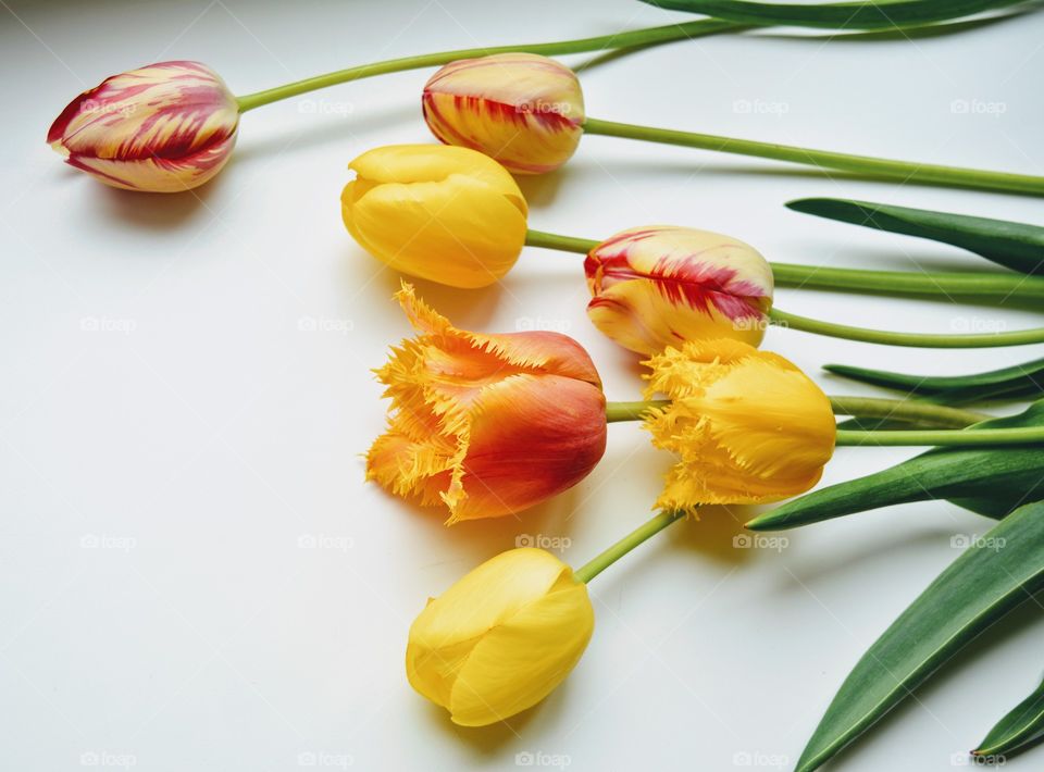 colorful tulips flowers on a top view white background