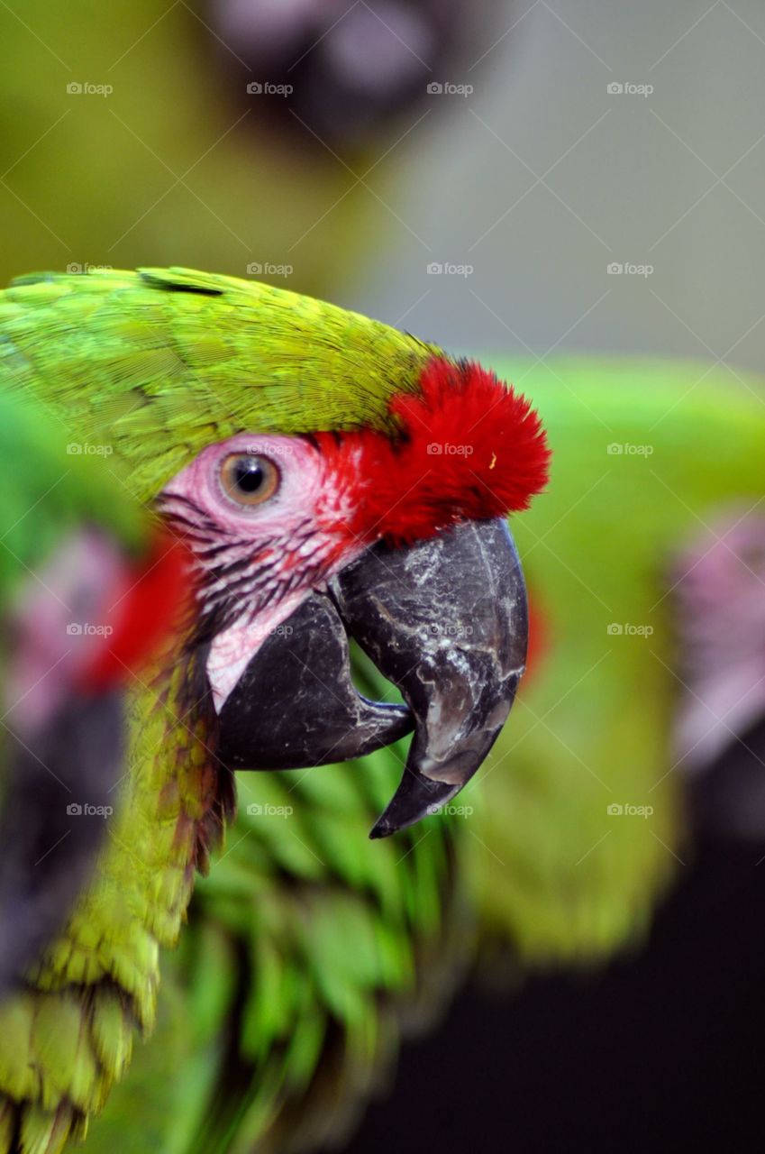 Green parrot