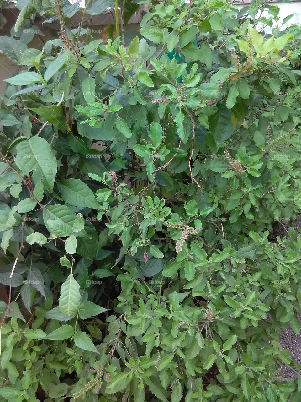 Tulasi leafs 2