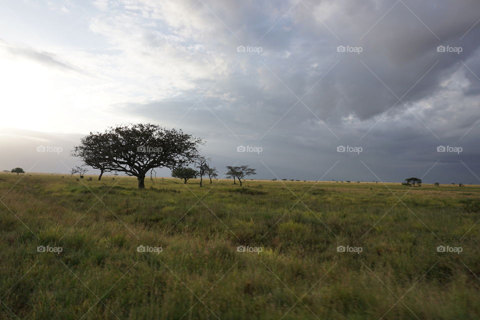 The Serengeti after rain