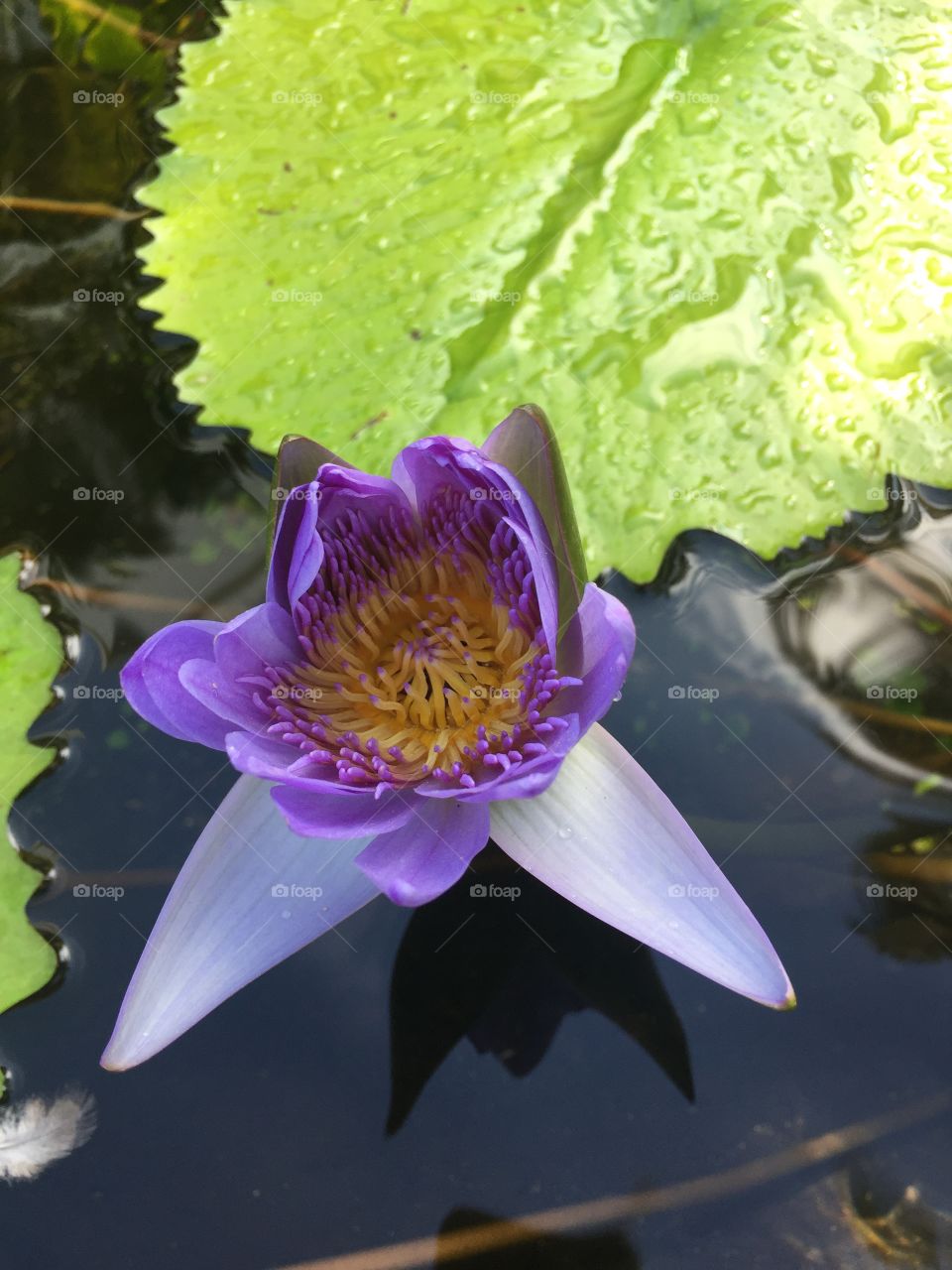 Lotus flower