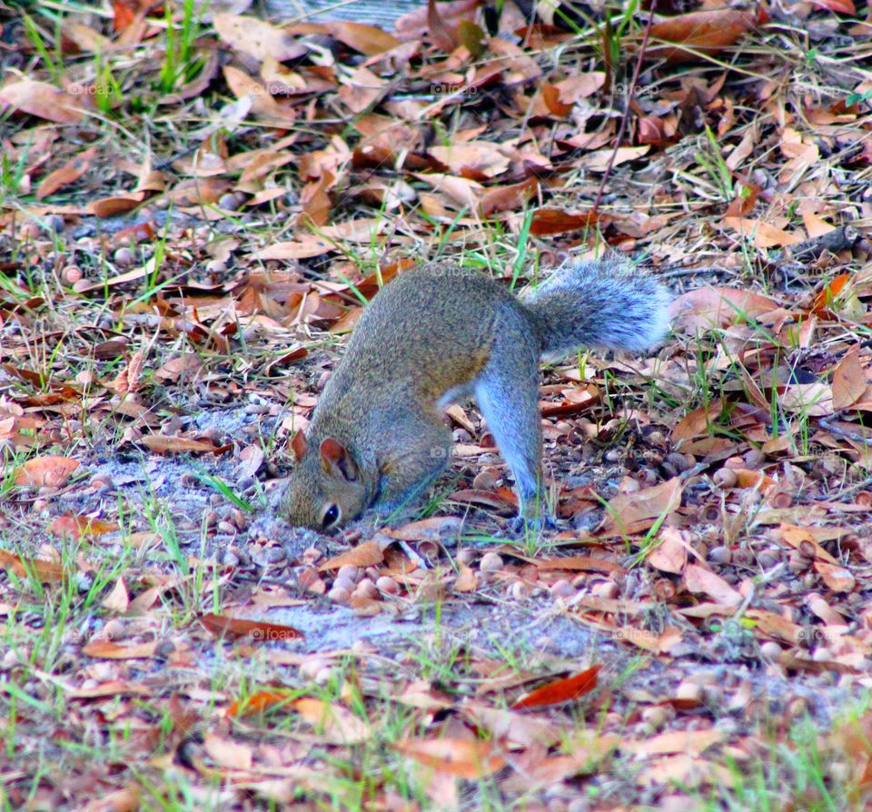 Squirrel looking for his nut stash