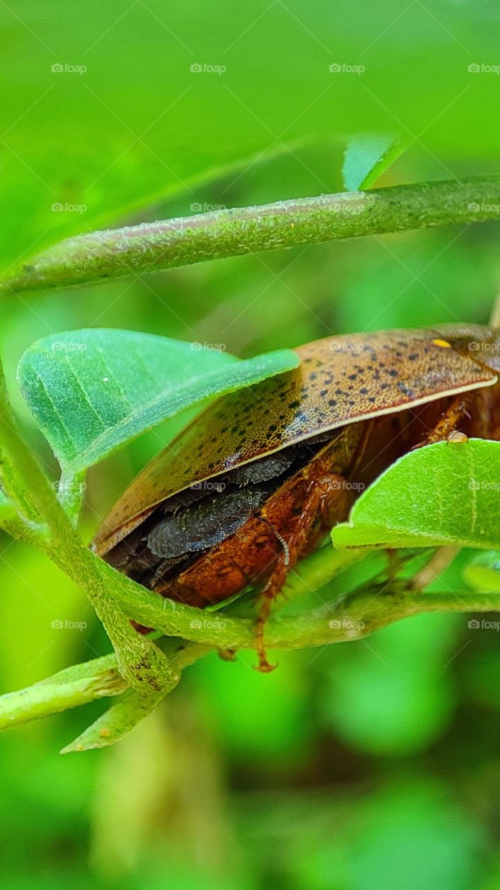 Hiding, bugs under bugs, mother bug holding her kids under the wings, lot of bugs, strange bugs