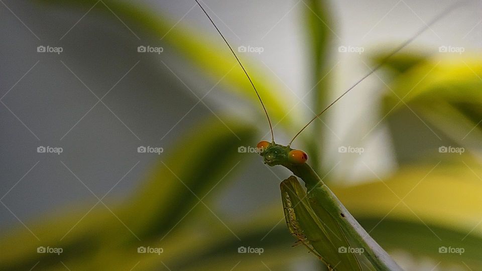 Sad mantis, crying mantis, mantis with sad face, sad expression of a mantis, sadness, eyes, sad eyes, sad mantis