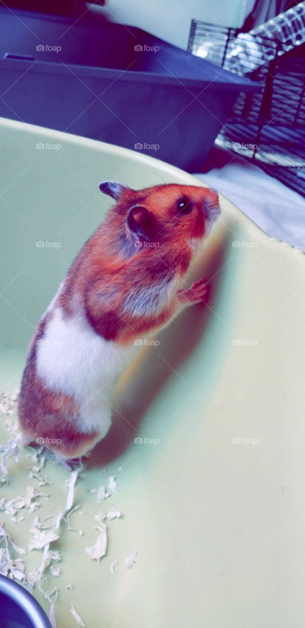 Jeemi the Hamster 🐹