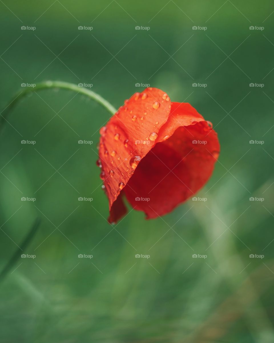 Wet poppy flower