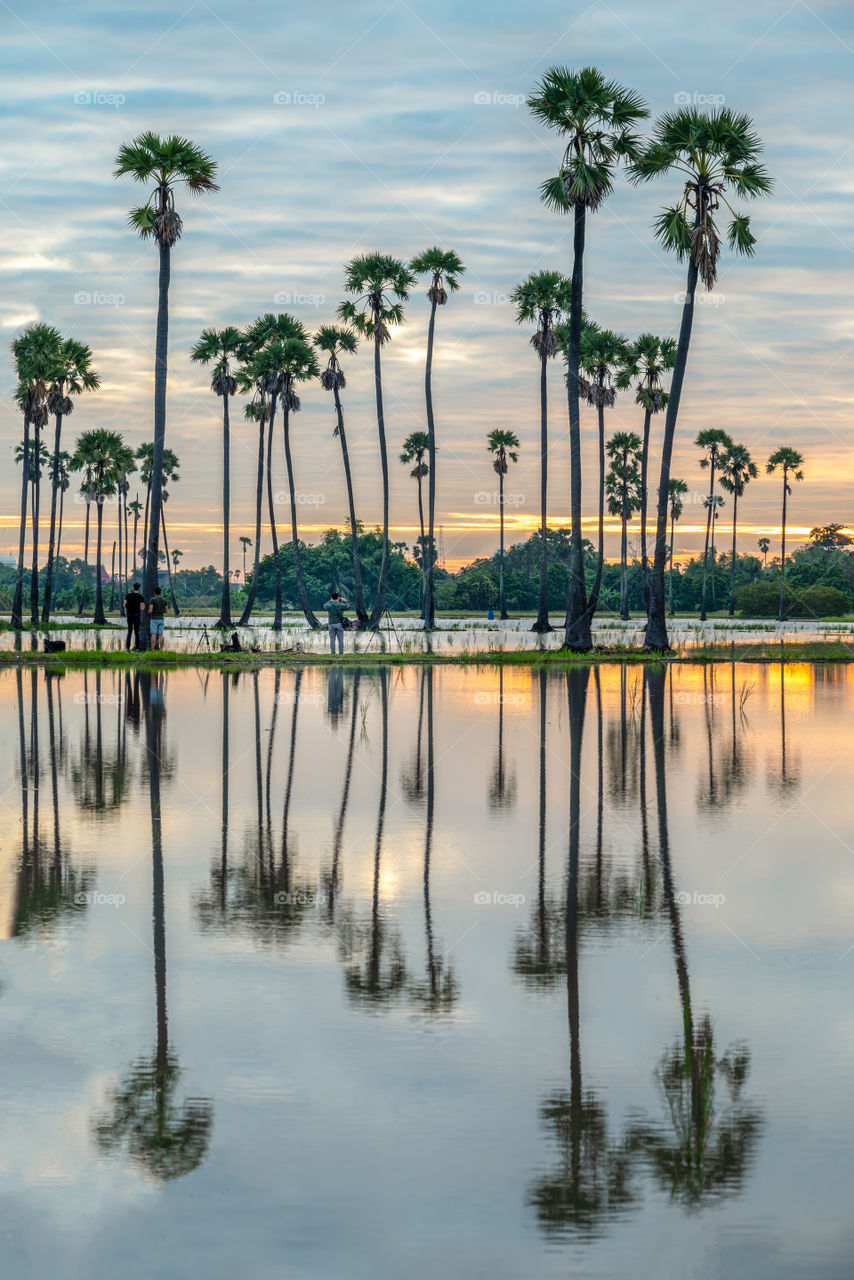 The photographer was taking pictures of the sunrise among the palm trees