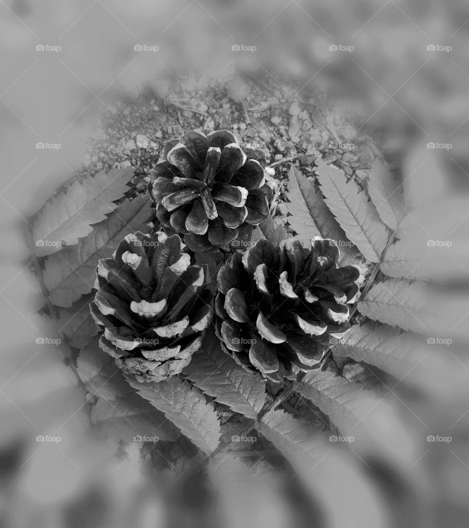 pine cones in black and white