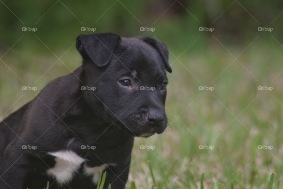 Black puppy, American Staffordshire Terrier Mix