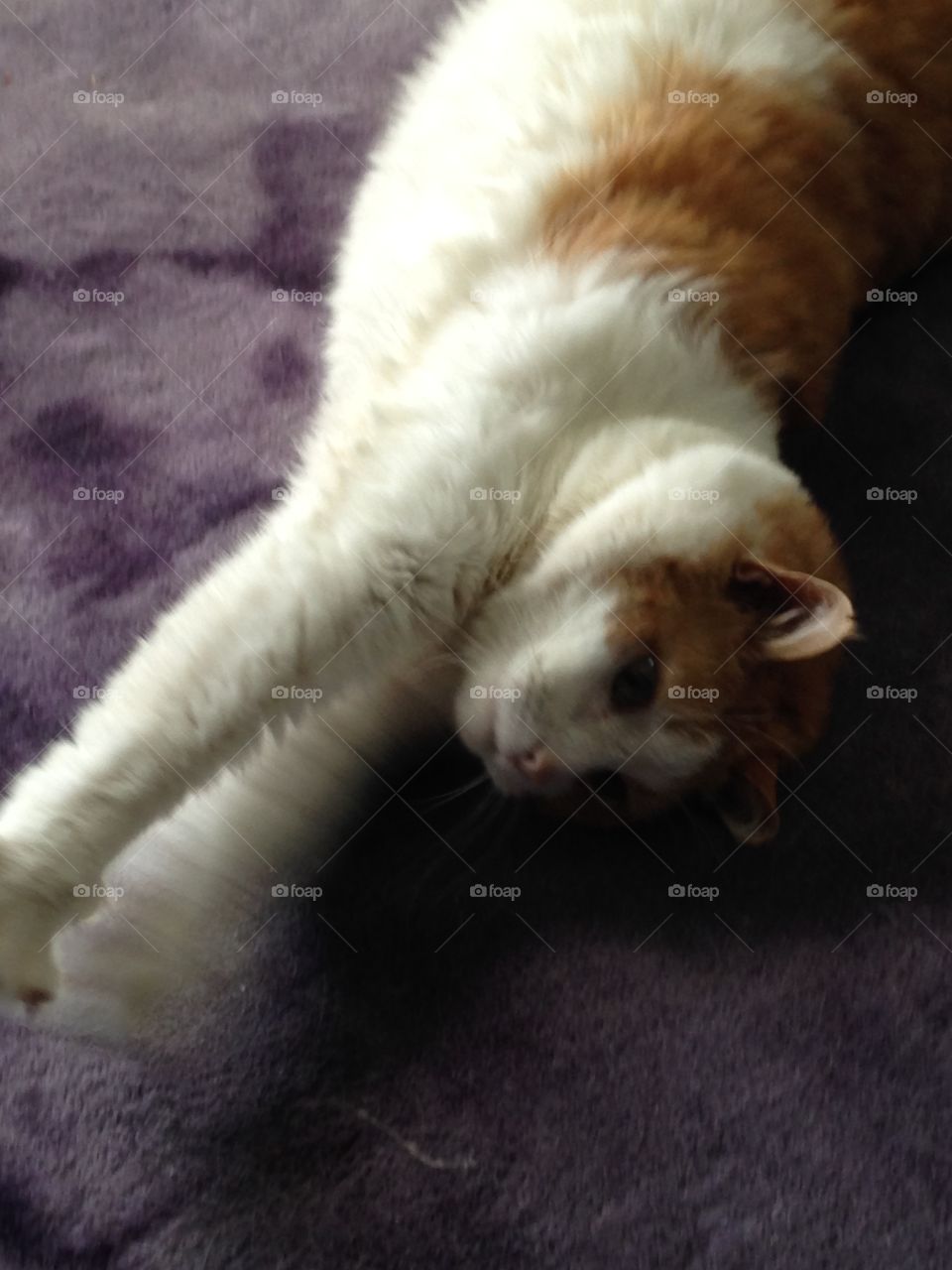 Fred stretching... What a lazy kitty.