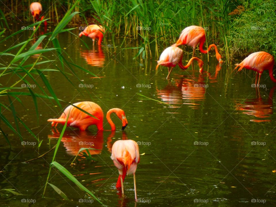 bright flamingos