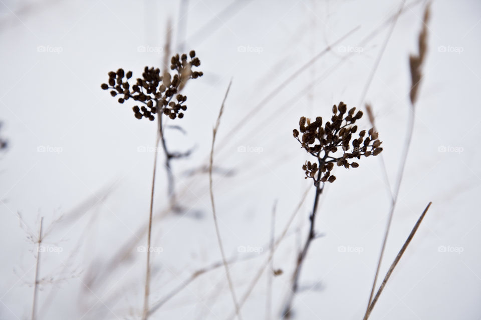 Winter, No Person, Flower, Nature, Snow