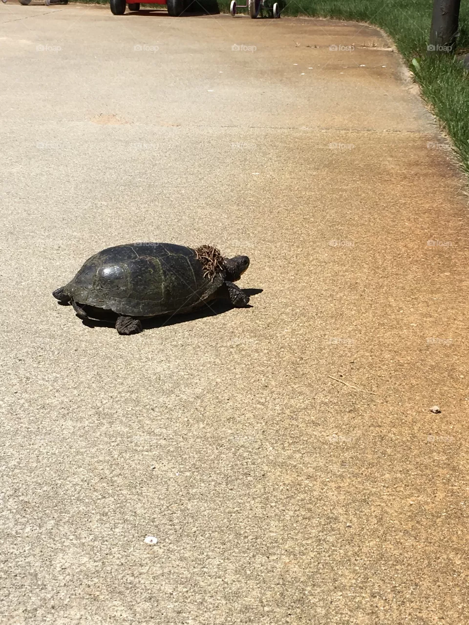 Turtle