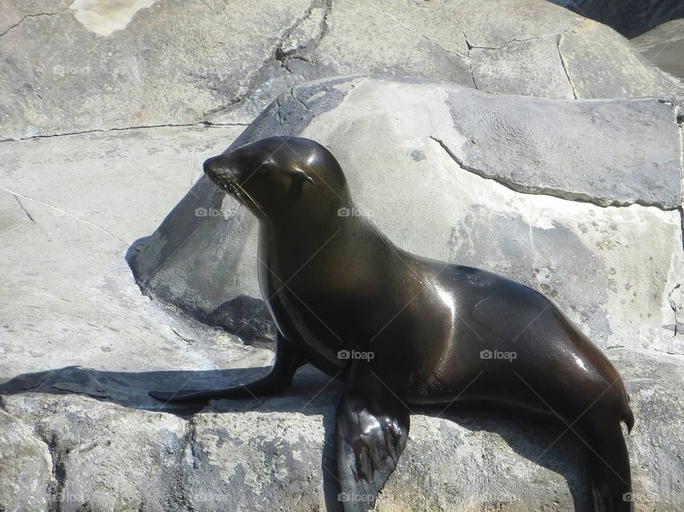 Sea lion