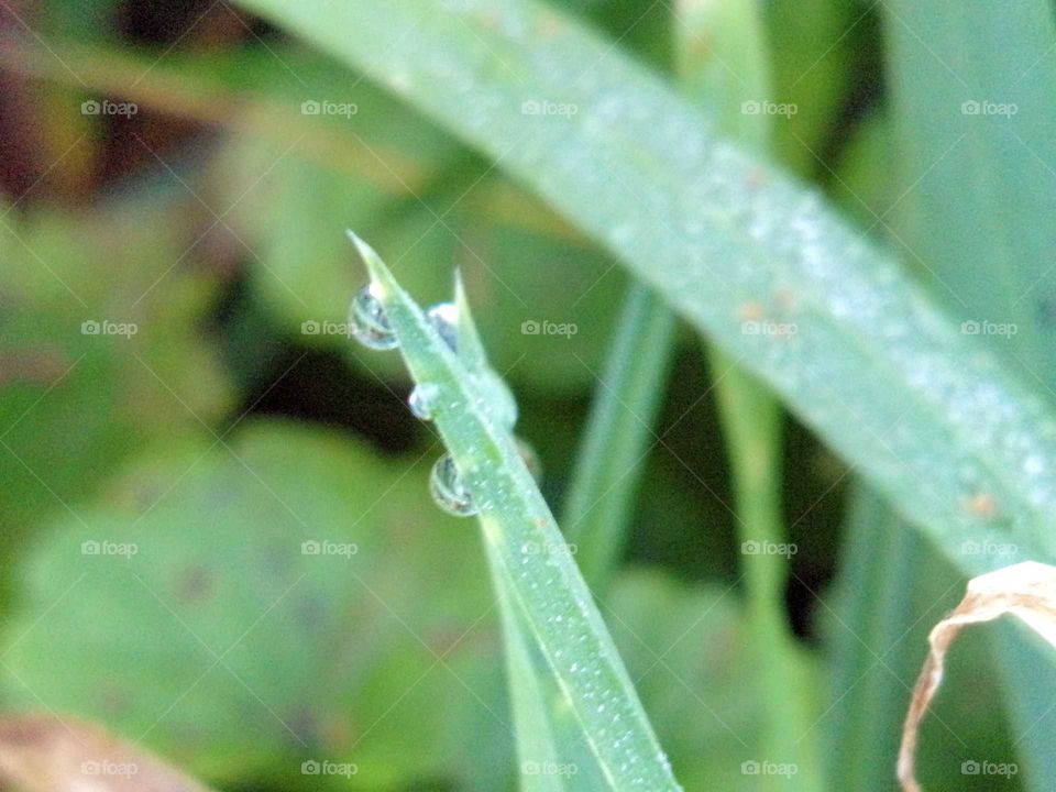 Tautropfen am Grashalm