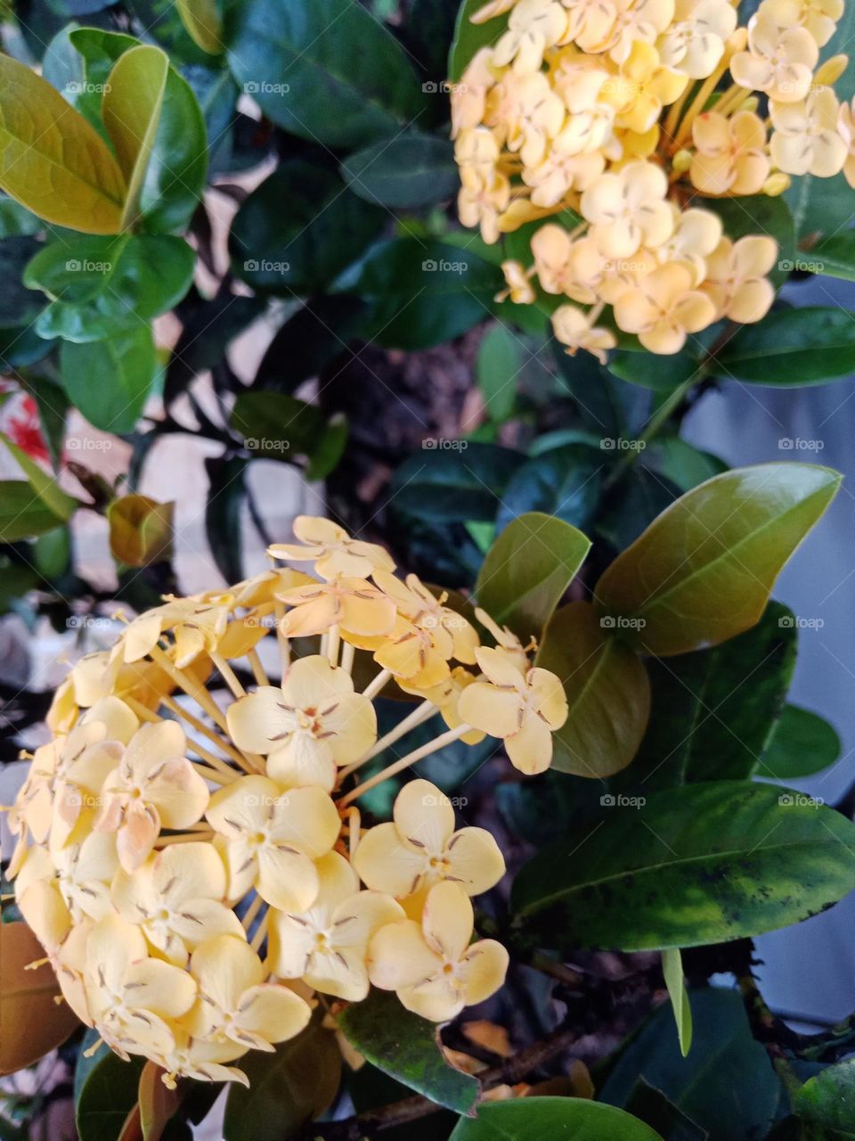 yellow ixoria