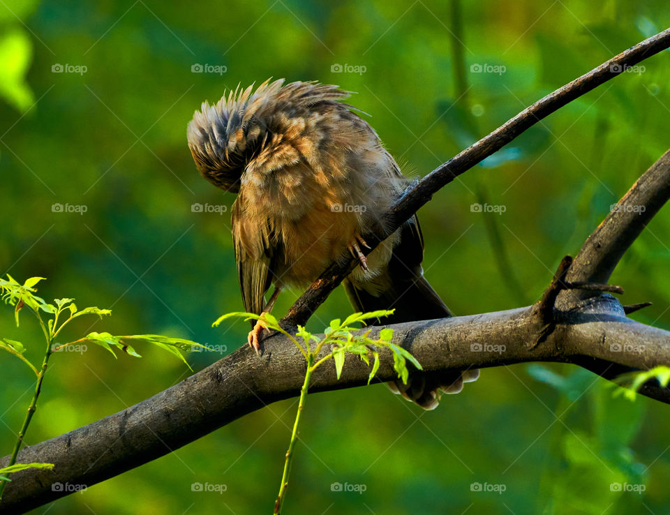 Bird photography  - yellow babbler  - perching