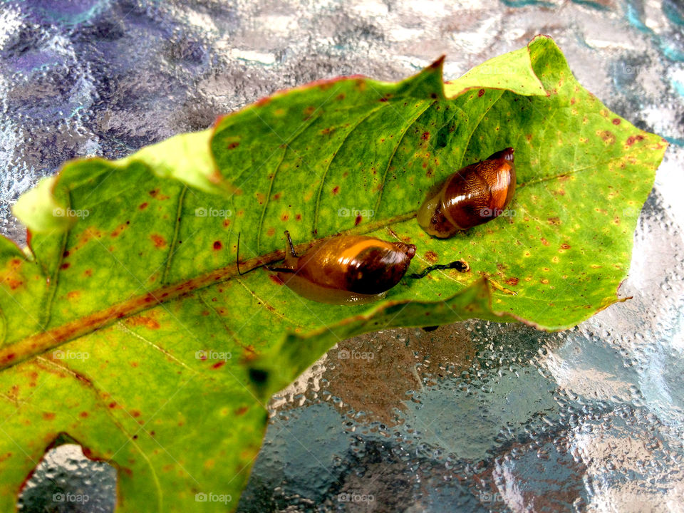 Snails on a leaf-2178