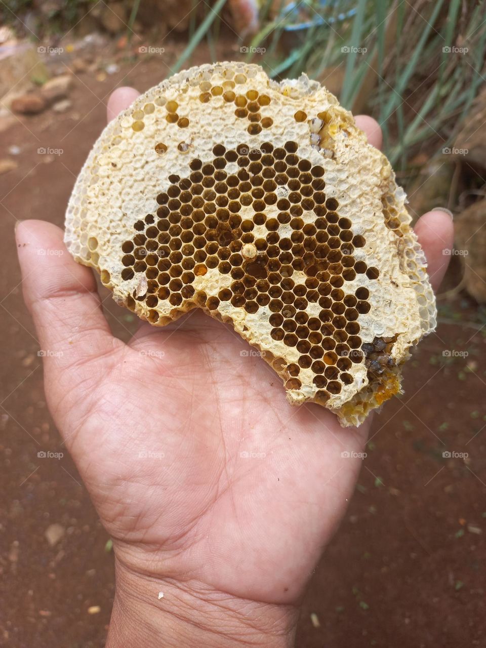 Wasp nest in the palm of the hand