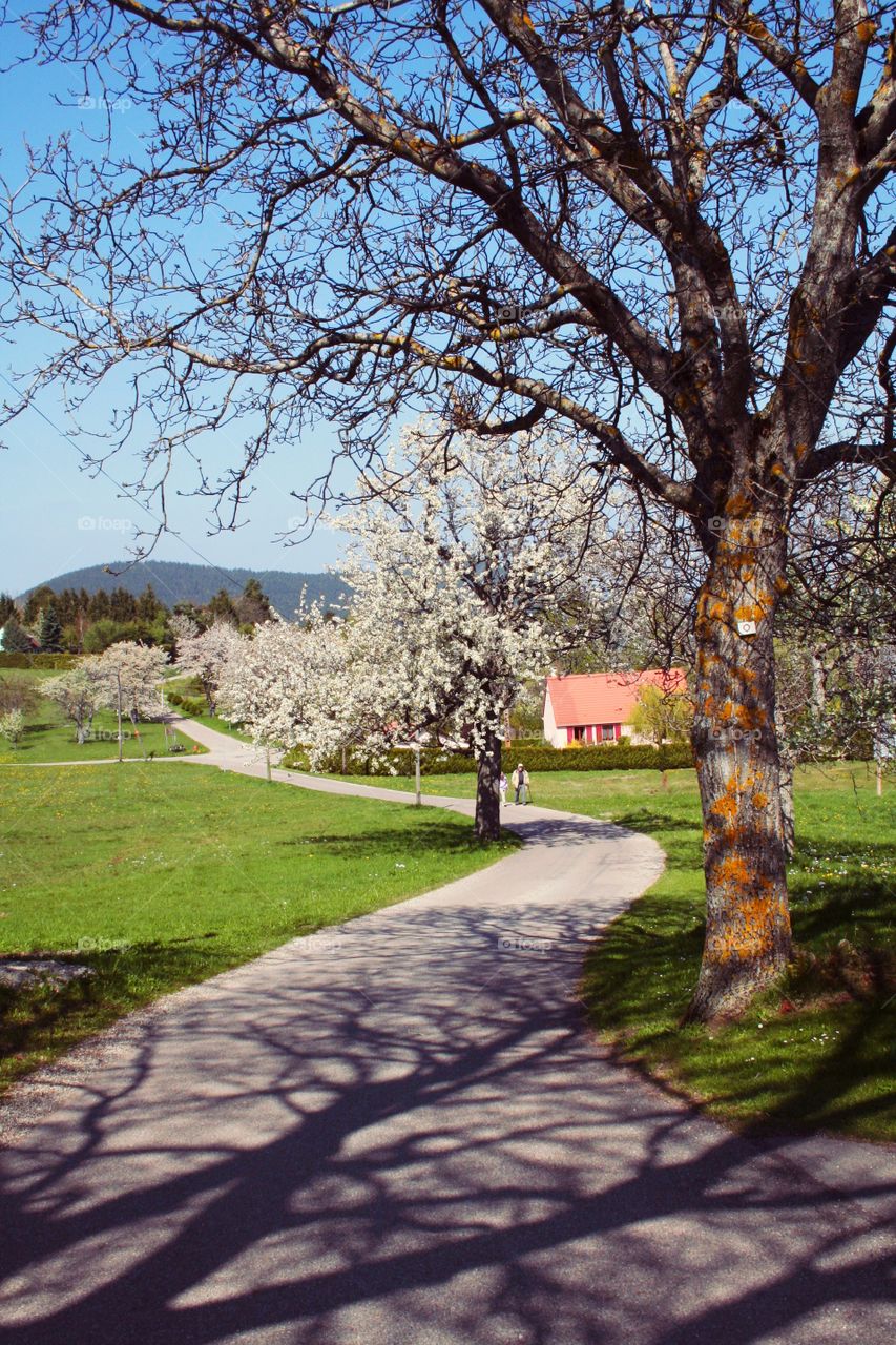 Shadow of the tree is reflected on the road. Green grass matches white flowers on the trees. Perfect spring in Labaroche!

Labaroche, France