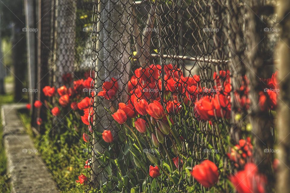 red tulips of the Dutch variety grow behind the chain-link mesh and stick out through the holes in the fence