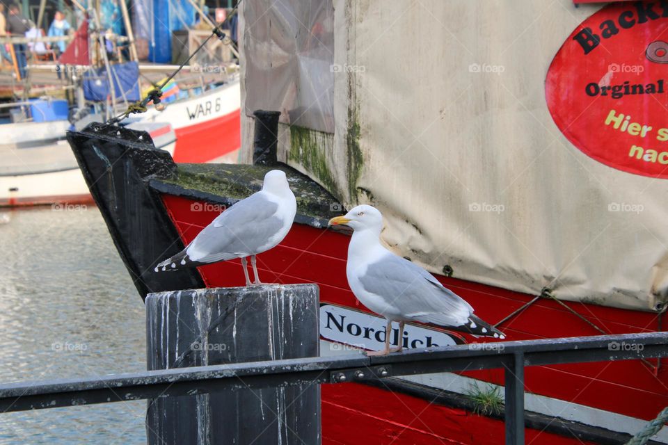 Two seagulls sit on wooden poles in front of colorful ships around harbor