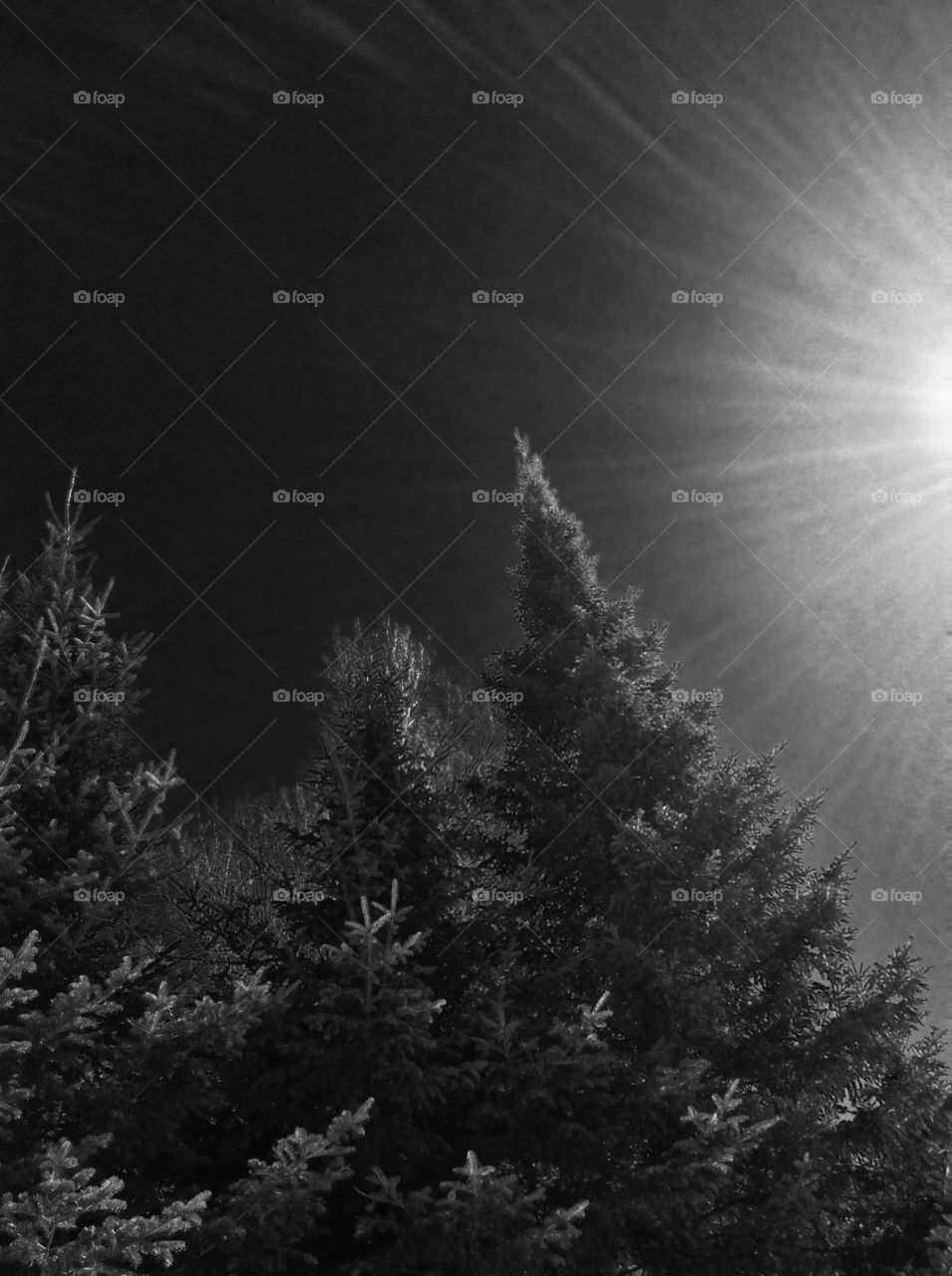 Brothers' Trees. At my brothers' house. 