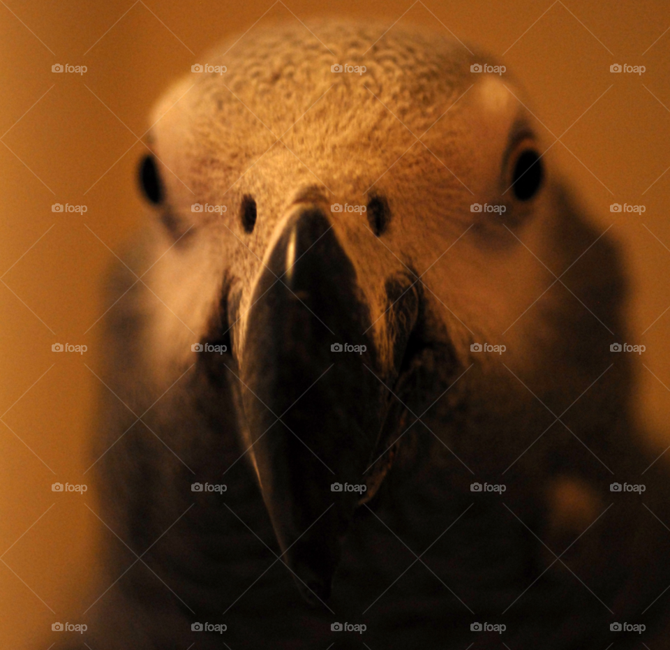 macro grey bird pet by lightanddrawing