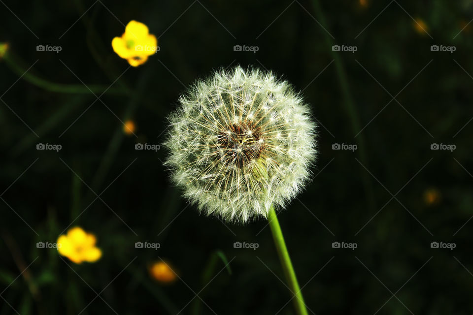 Dandelion