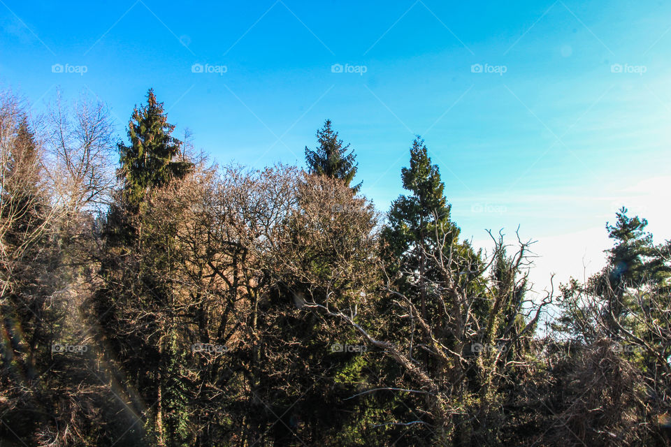 Trees from a high point at Lake Como