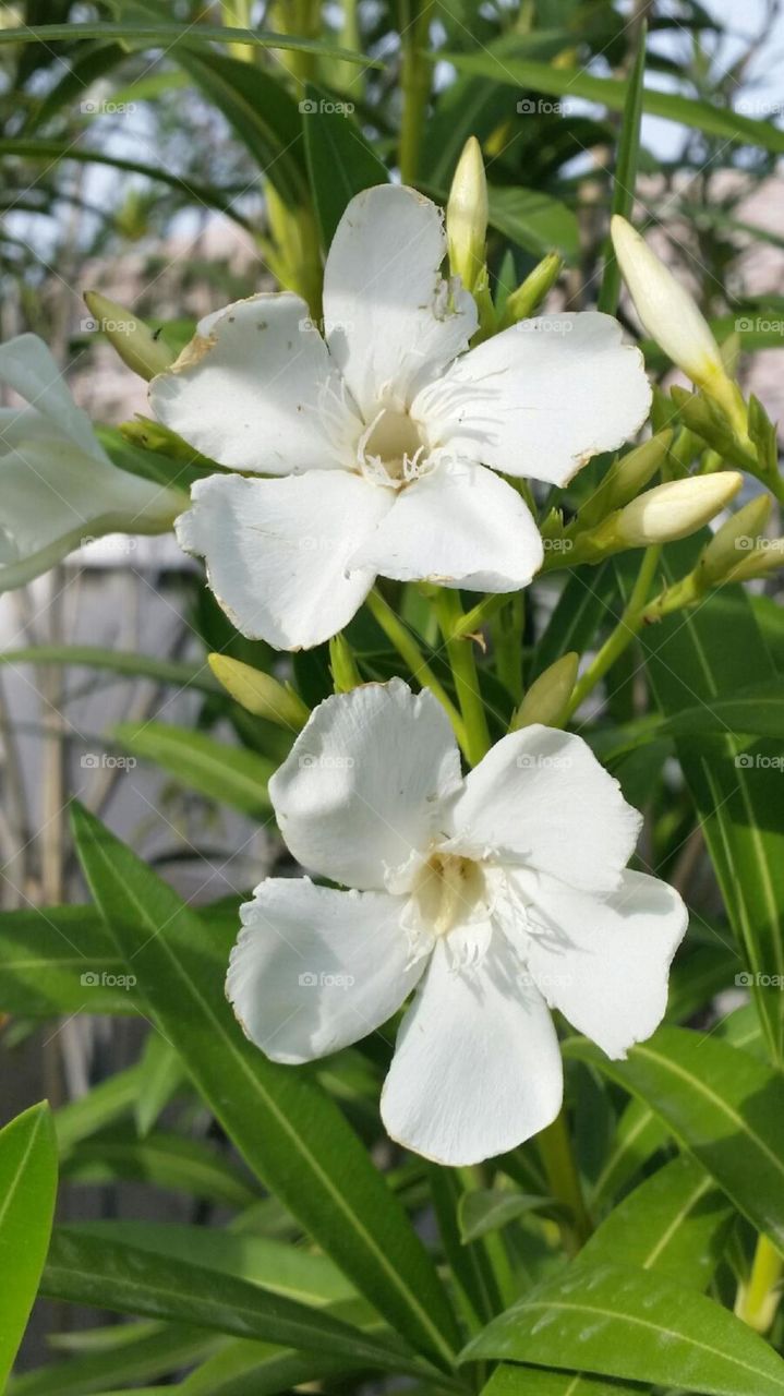 Flowers