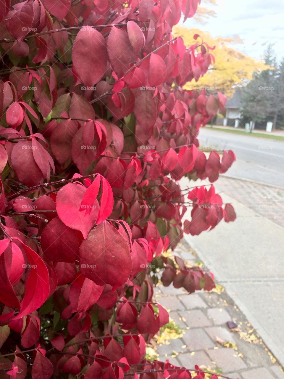 Red leaves 