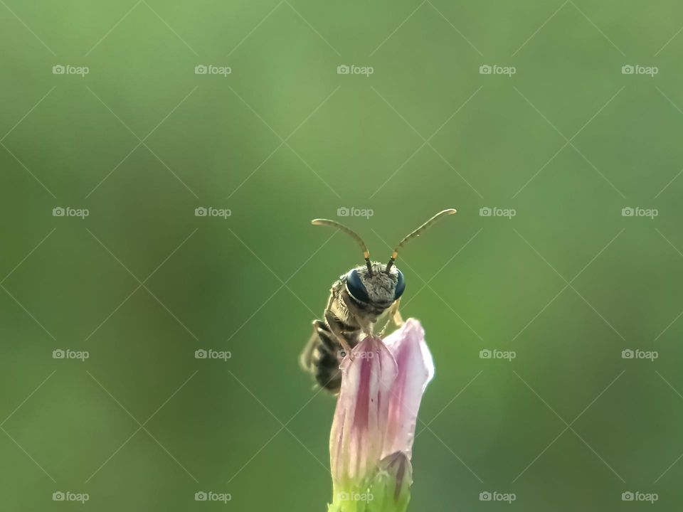 Insect on flower with blurred background.