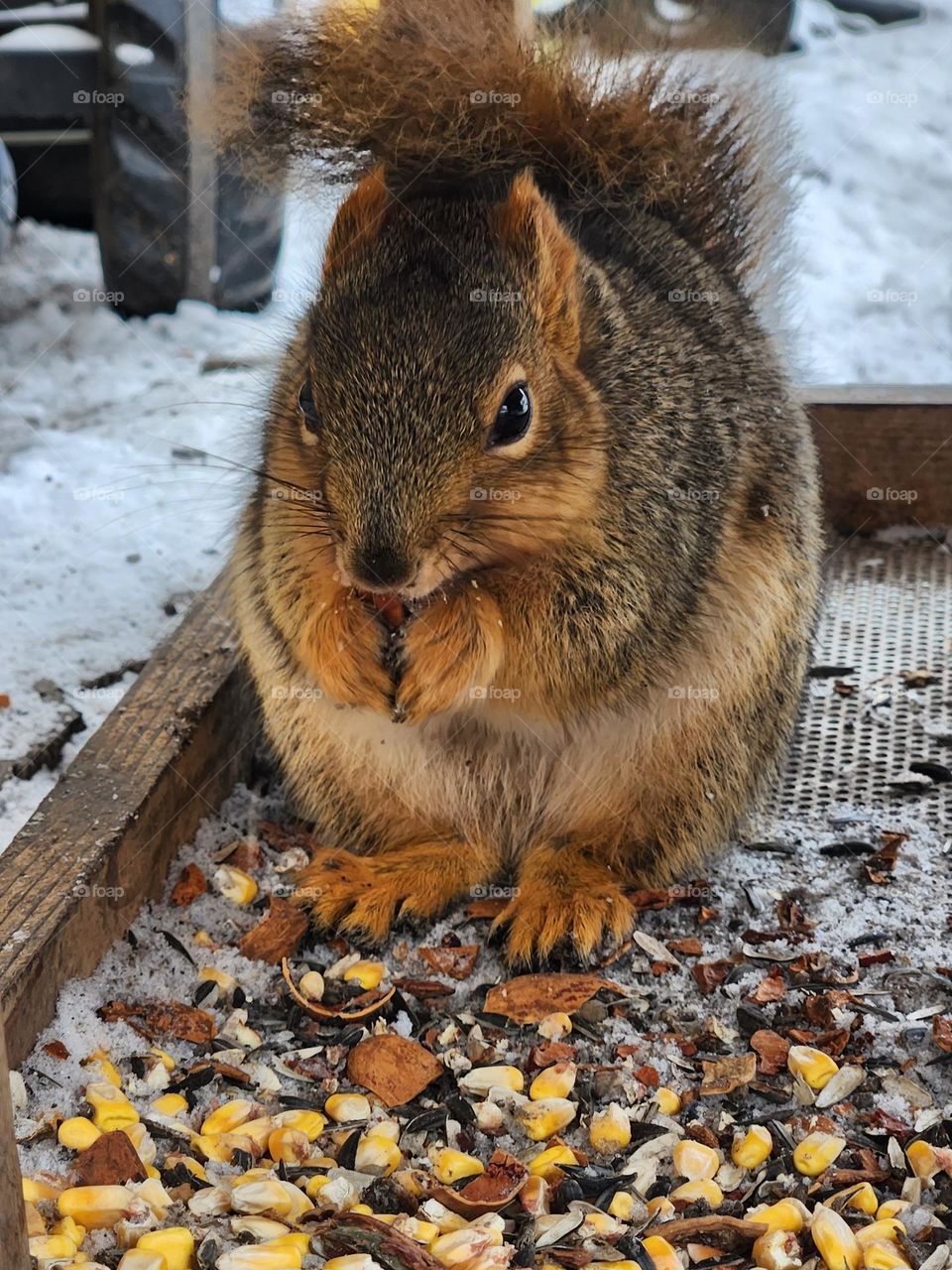 Cold Squirrel