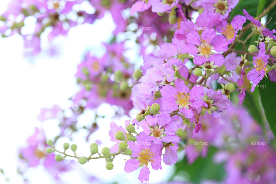 Purple flower