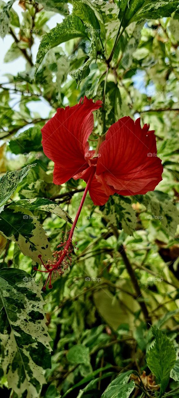 hibiscus