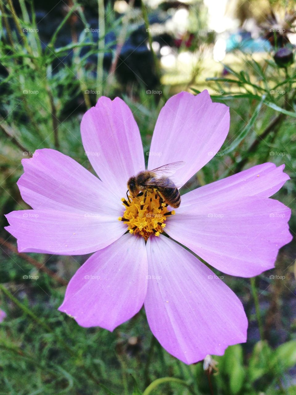 Bee attracted by vivid flower 