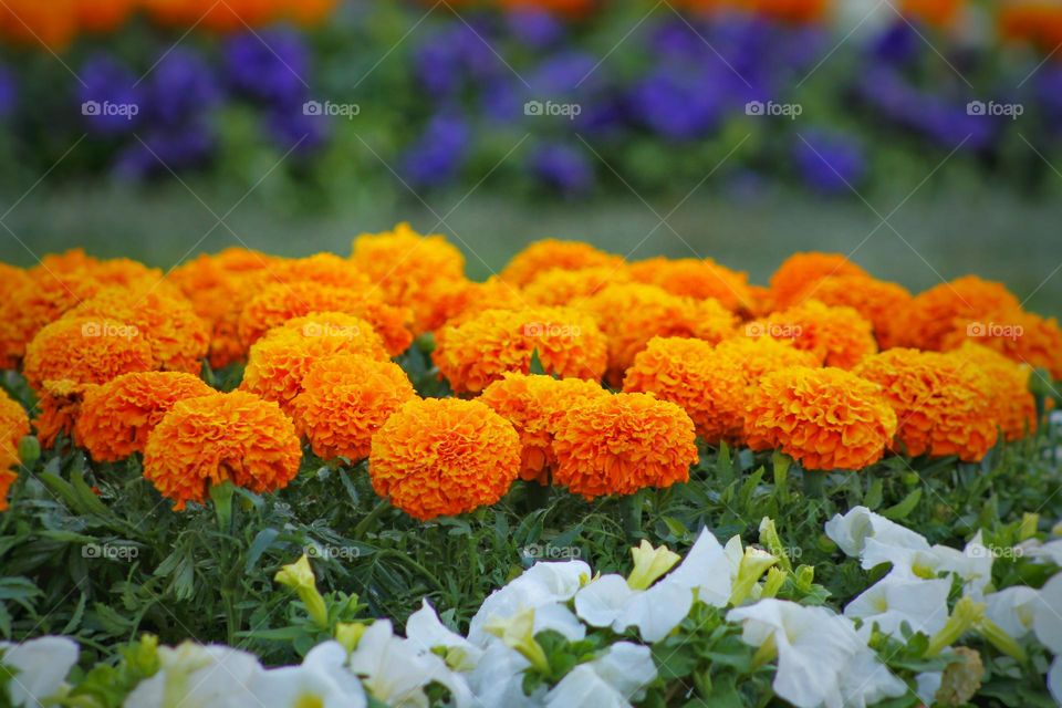 orange marigolds in a city flower bed