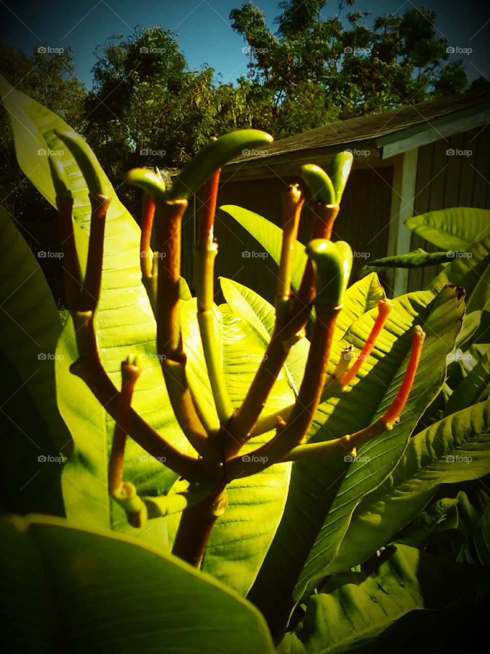 Early Plumeria Seed Pods