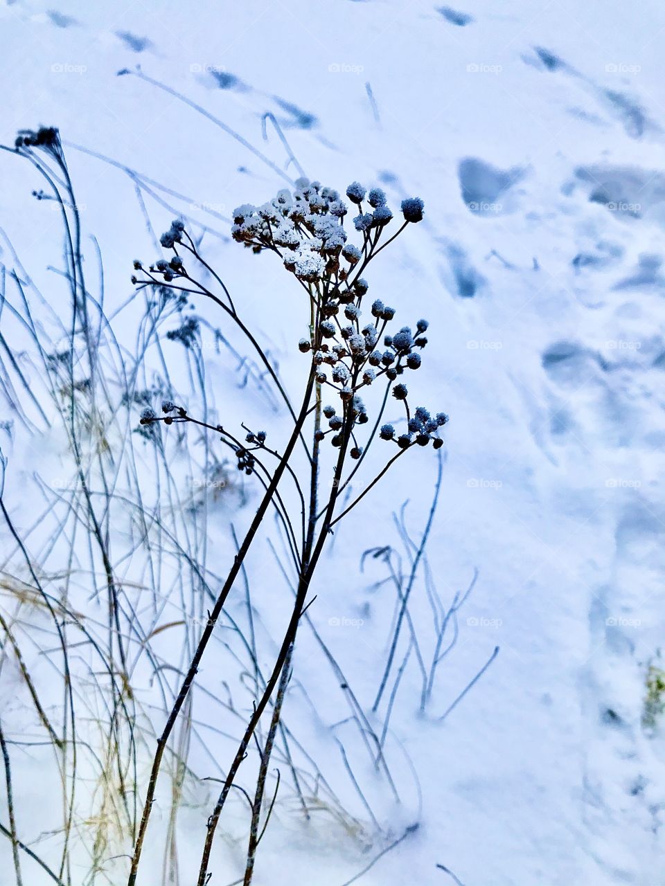 Frozen plants in winter