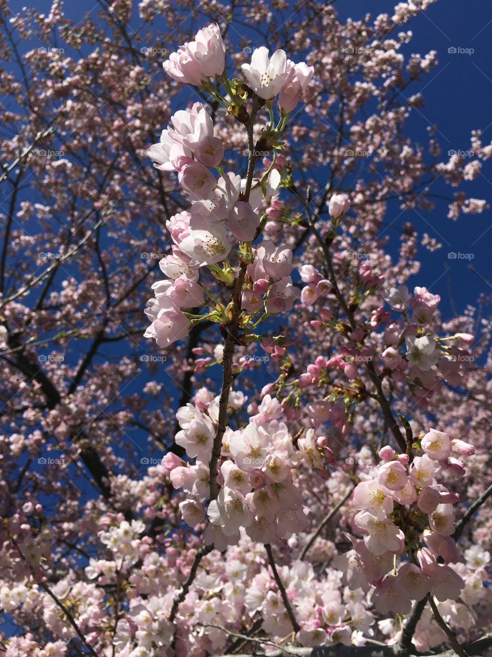 Pink blossoms in Connecticut