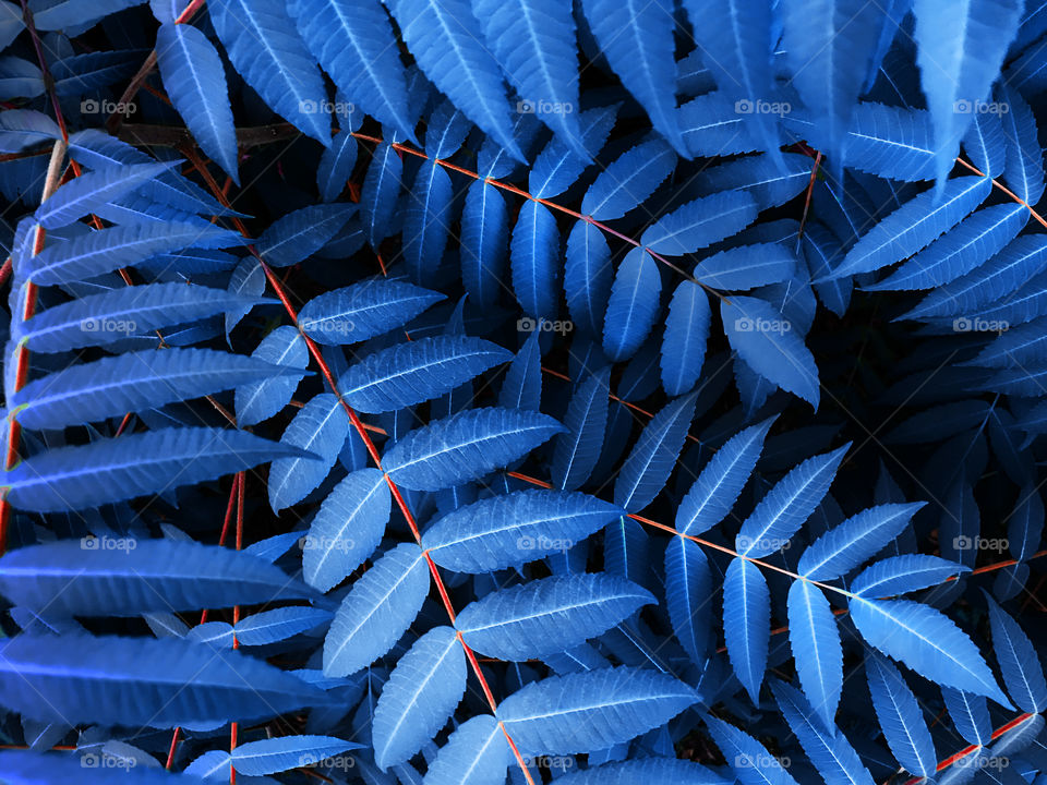 Blue tropical leaves with red branches 